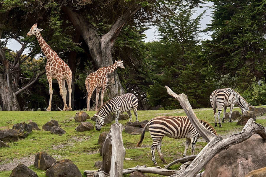 Rwanda