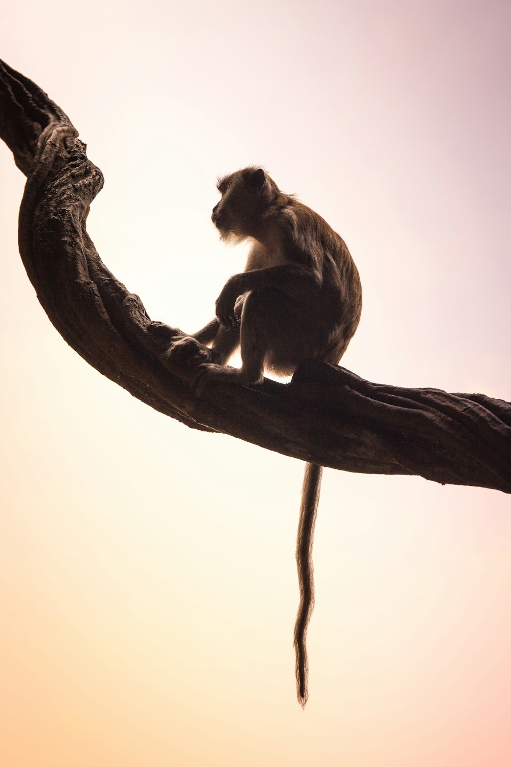 brown monkey sitting on branch