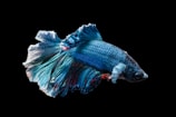 blue Siamese fighting fish