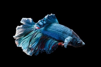 A betta fish with vibrant blue and turquoise scales is captured against a stark black background. The fish's long, flowing fins display a mix of red, blue, and green hues, which ripple gracefully. The illuminated textures and colors of the scales create a striking contrast with the dark surroundings.
