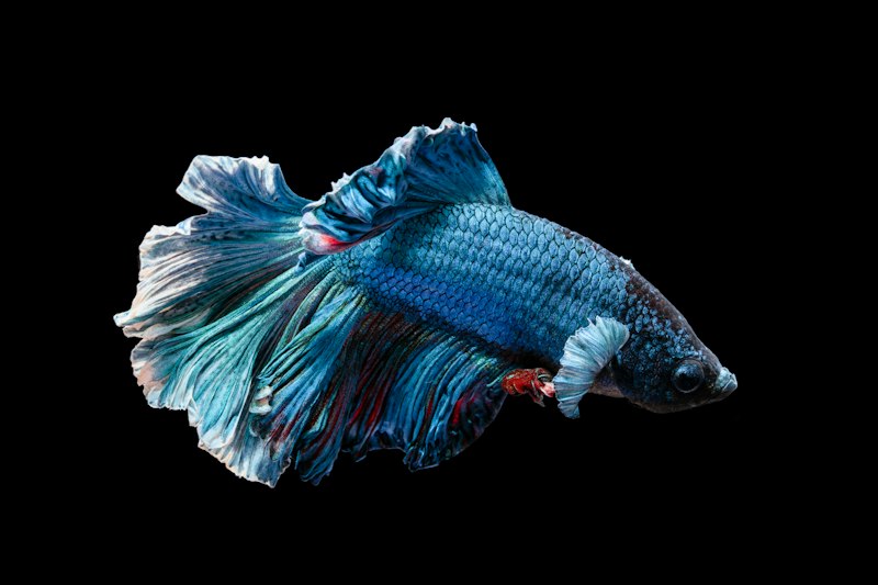 Betta photo 3