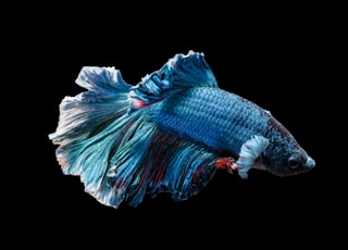 blue Siamese fighting fish