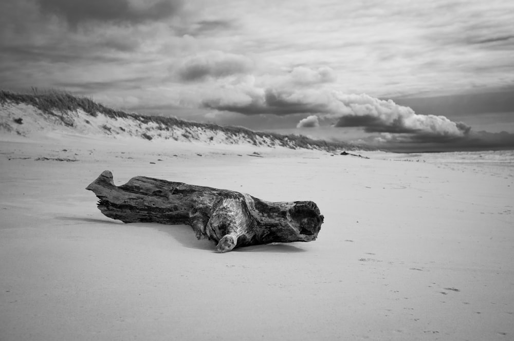 drift wood on the seashore