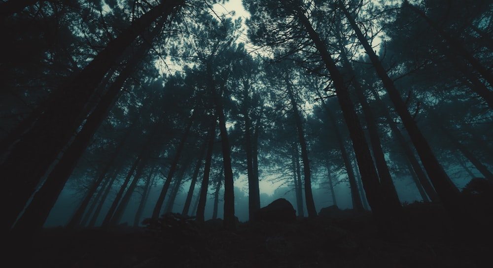 low-angle photography of trees during night time