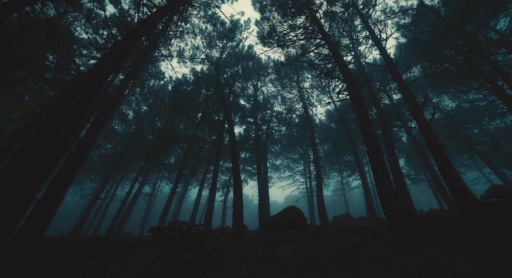 Bosque oscuro para representar transformación y amenaza simbólica