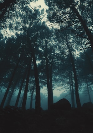 low-angle photography of trees during night time