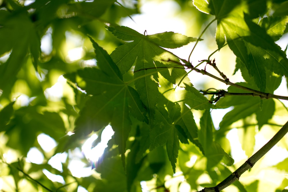 photo of green cannabis