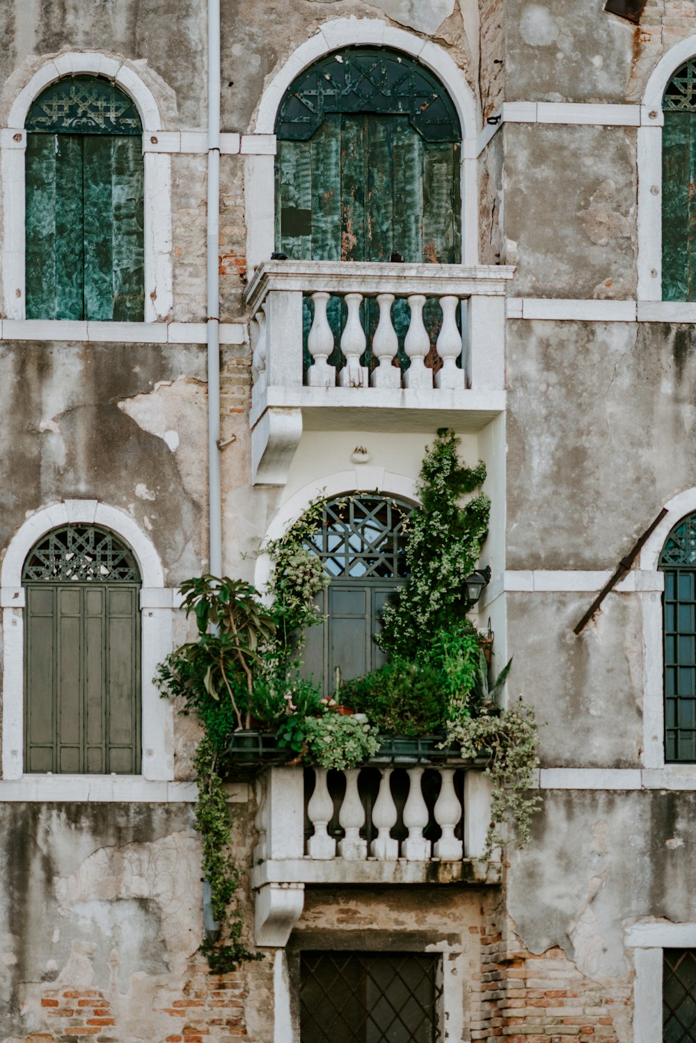 pianta a foglia verde sul balcone durante il giorno