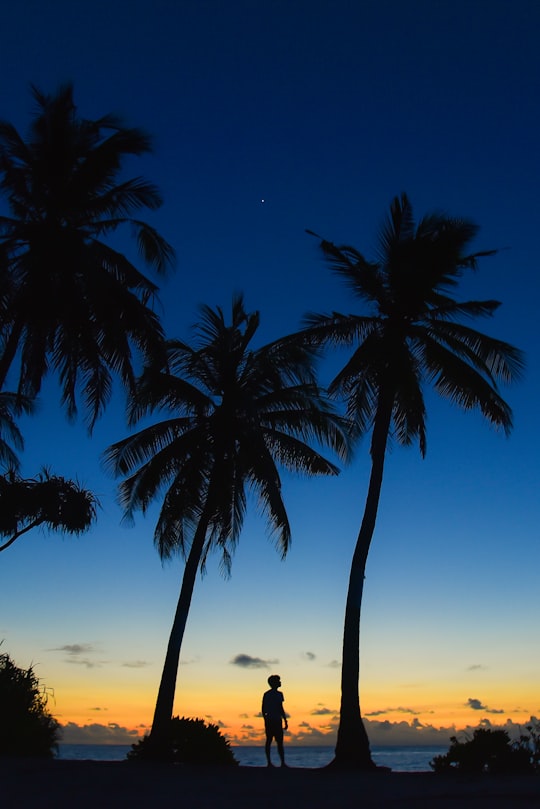 silhouette of person standing underneath palm tree in Fuvahmulah Maldives