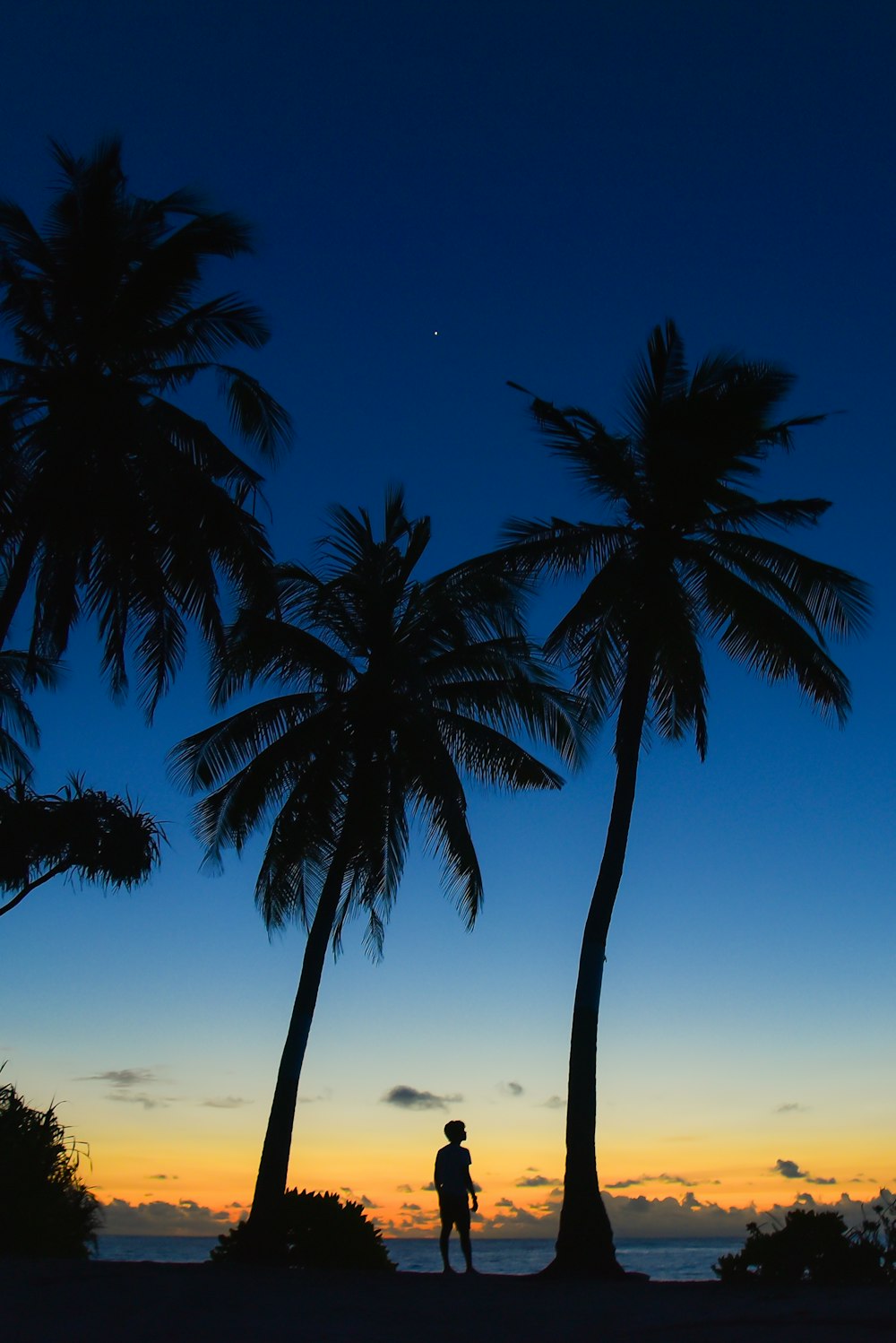 silhouette of person standing underneath palm tree
