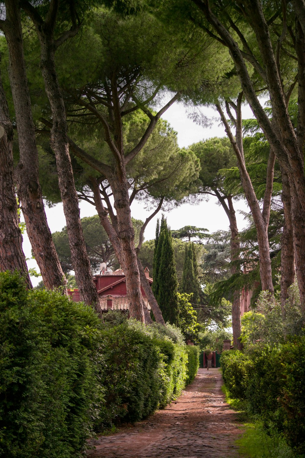 Arbres verts près de la maison