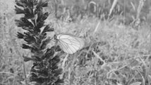 A monochrome image capturing a delicate butterfly perched on a textured plant stem amidst a natural grassy background.