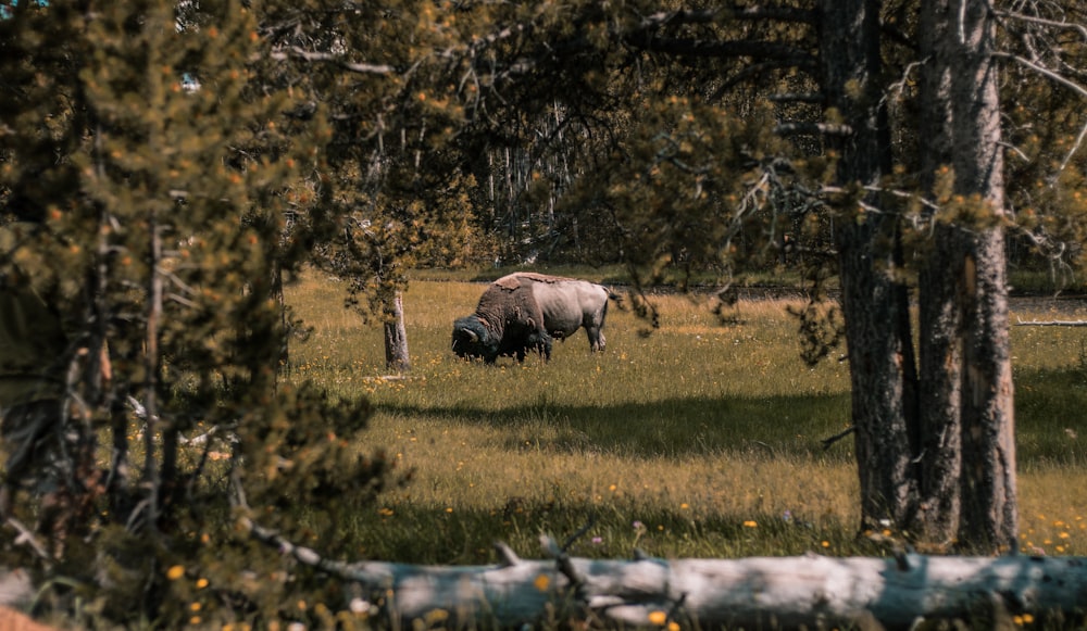 bison grazing on grass