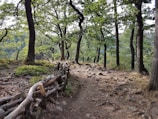 A walking trail through a dense forest with tall, green-leaved trees. The path is lined with rocks and bordered by a rustic wooden fence made from natural logs. The ground appears to be uneven and covered with soil and small stones. The atmosphere feels calm and serene, with light gently filtering through the foliage.