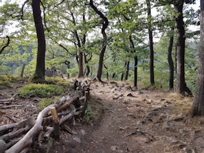 A walking trail through a dense forest with tall, green-leaved trees. The path is lined with rocks and bordered by a rustic wooden fence made from natural logs. The ground appears to be uneven and covered with soil and small stones. The atmosphere feels calm and serene, with light gently filtering through the foliage.