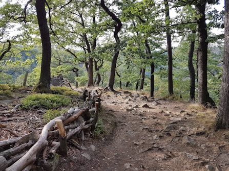 A walking trail through a dense forest with tall, green-leaved trees. The path is lined with rocks and bordered by a rustic wooden fence made from natural logs. The ground appears to be uneven and covered with soil and small stones. The atmosphere feels calm and serene, with light gently filtering through the foliage.