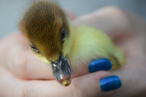Volunteers gently caring for a rescued duckling beside a calm pond at sunset