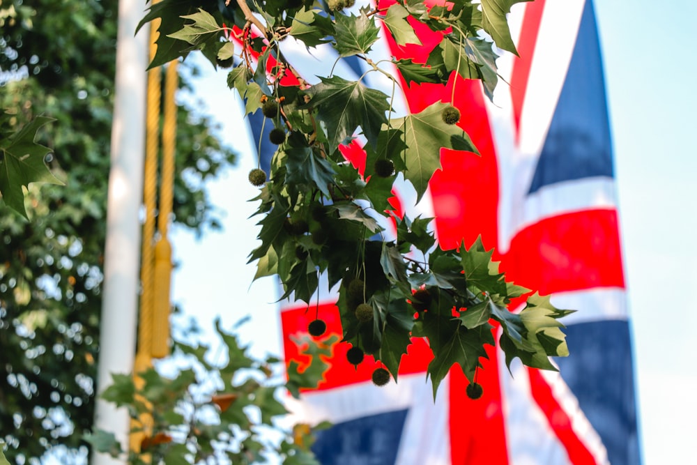 Flagge des Vereinigten Königreichs in der Nähe eines grünen Laubbaums während des Tages