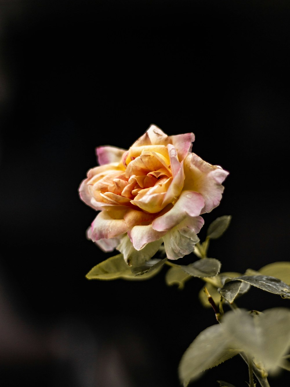 fiore dai petali d'arancio