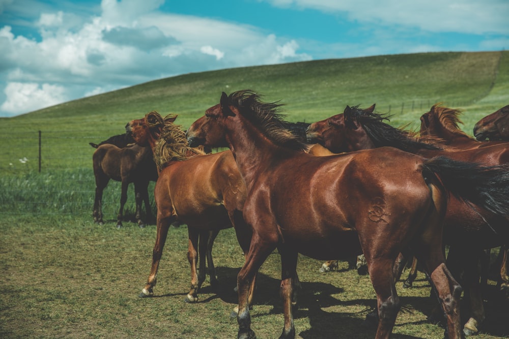 herd of brown horses