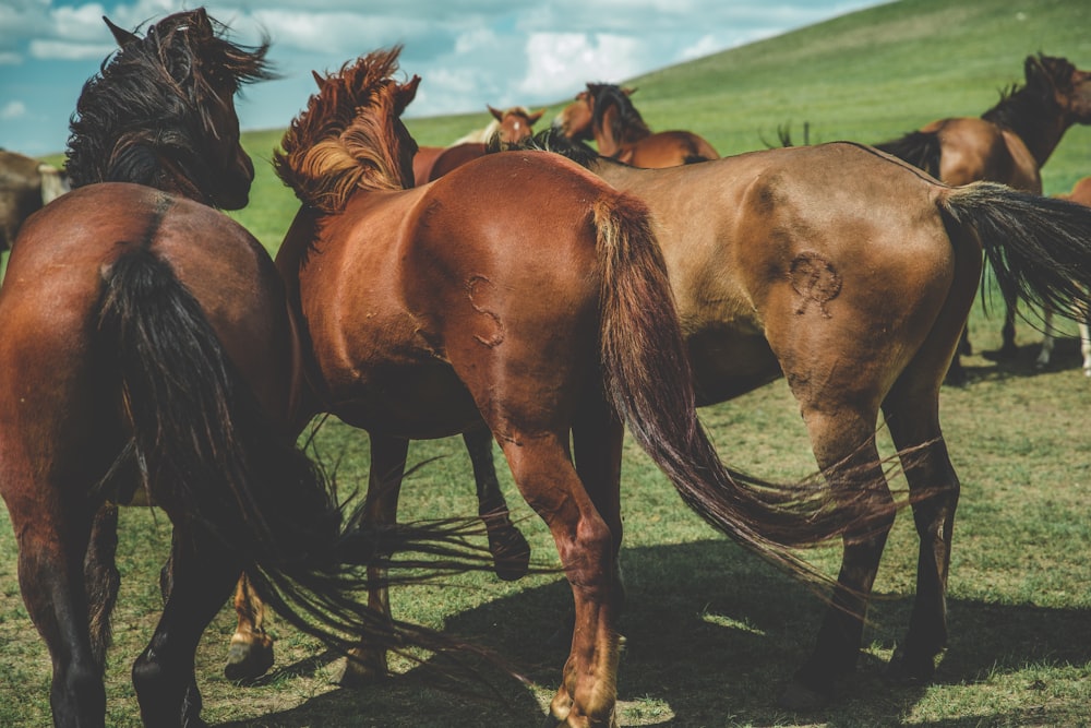 herd of horse standing on plain field