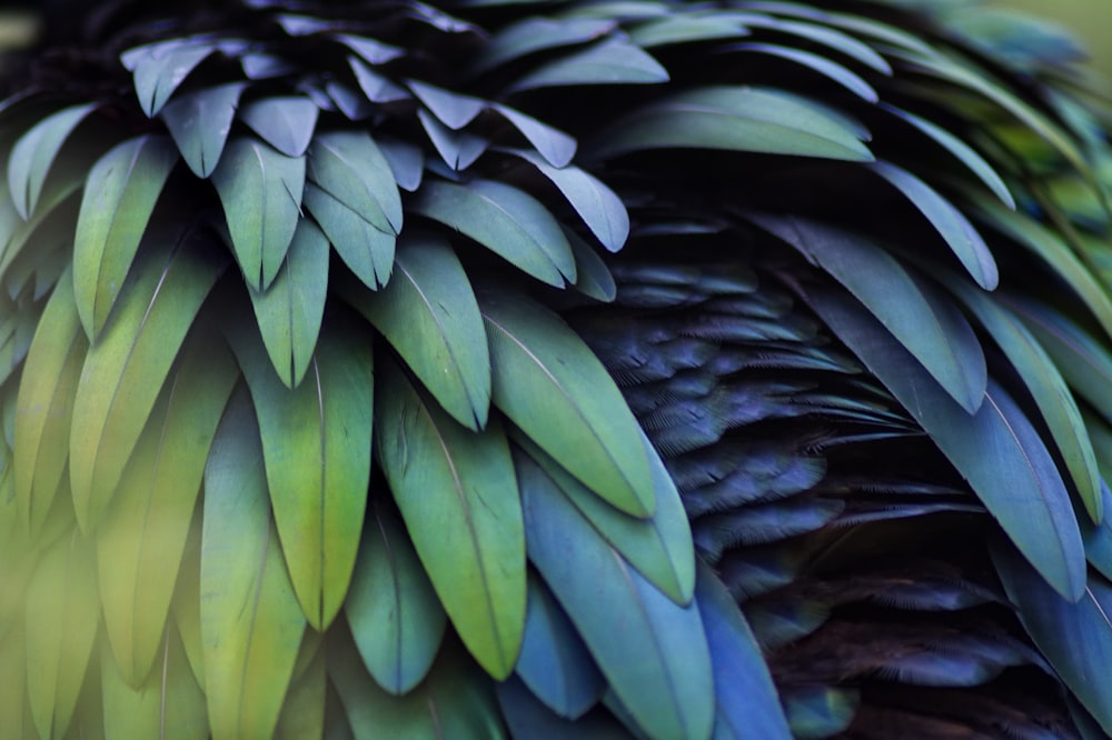 a close up of a green and blue bird's feathers