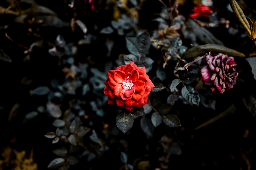 빨간 장미 꽃의 선택적 초점 사진