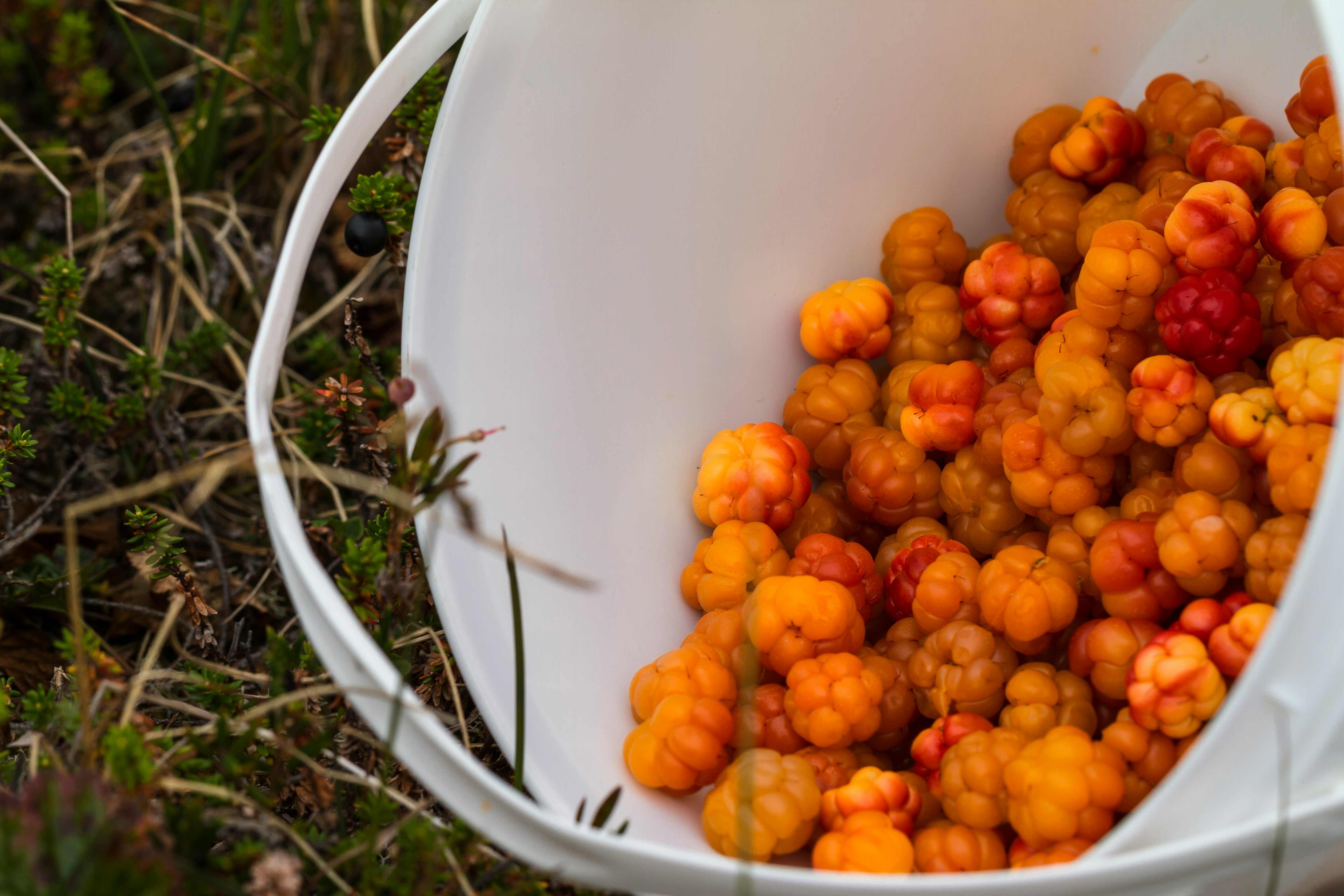 bunch of orange fruits on pail