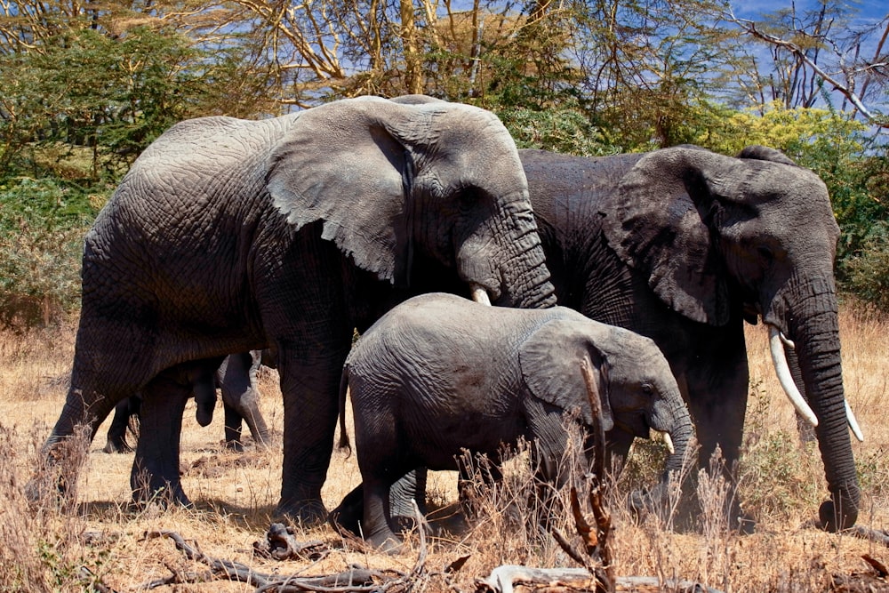 three gray elephants on ground during daytime