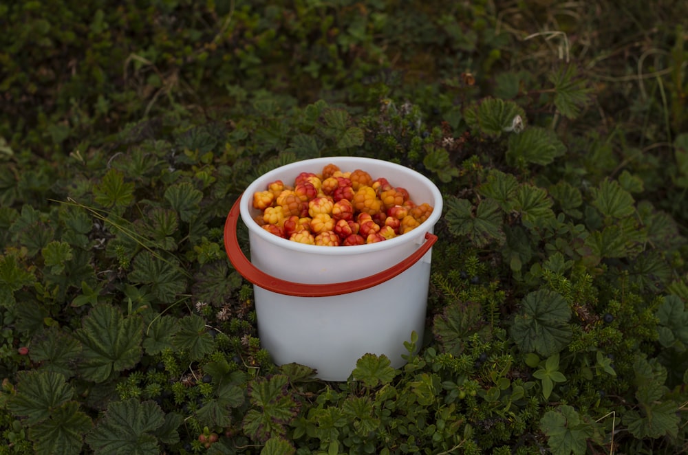 filled white and red plastic bucket on grass covered ground
