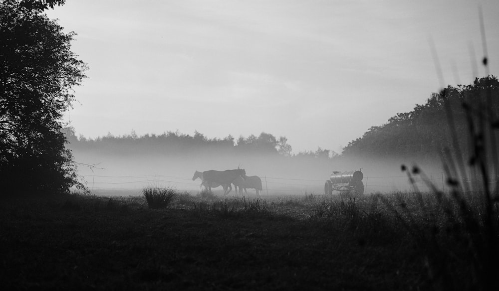 grayscale photo of horse on grass field