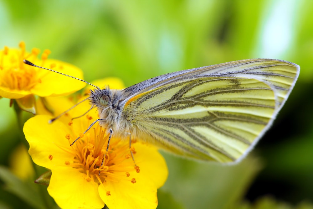 shallow focus photography of yellow and gray butterfly