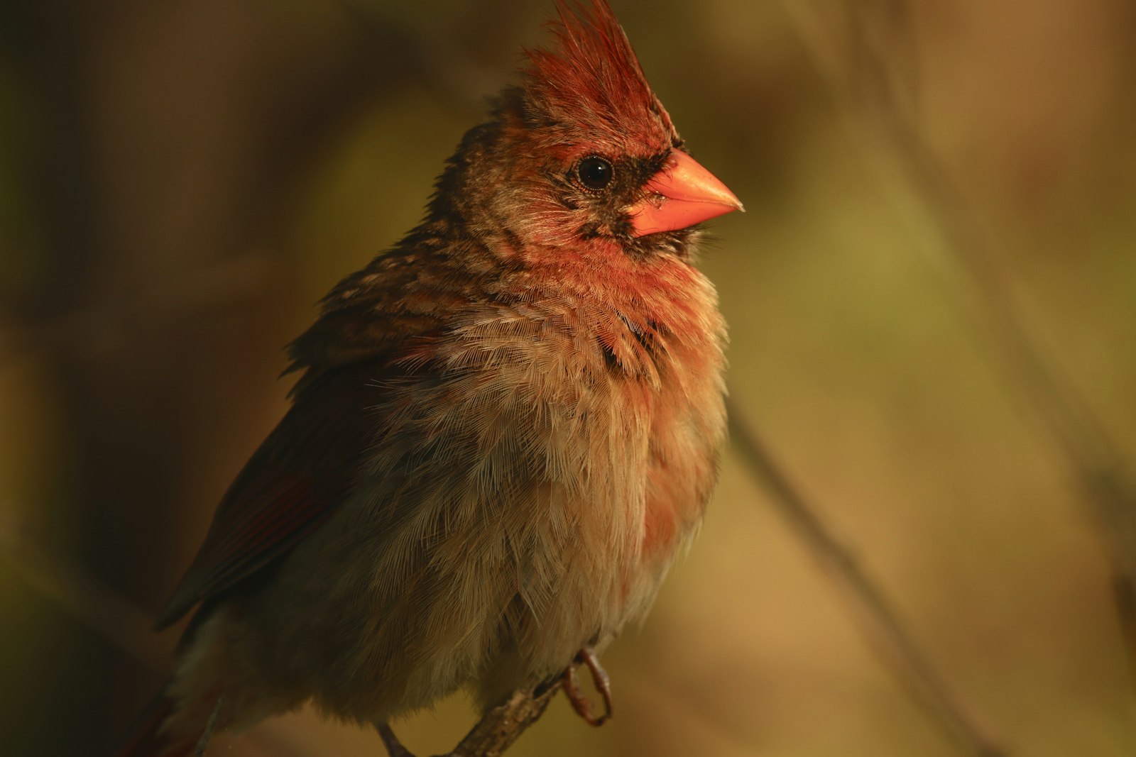 Canon EOS 7D Mark II + Canon EF 100-400mm F4.5-5.6L IS II USM sample photo. Red and gray cardinal photography