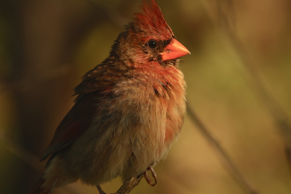 red and gray cardinal bird in selective focus photography