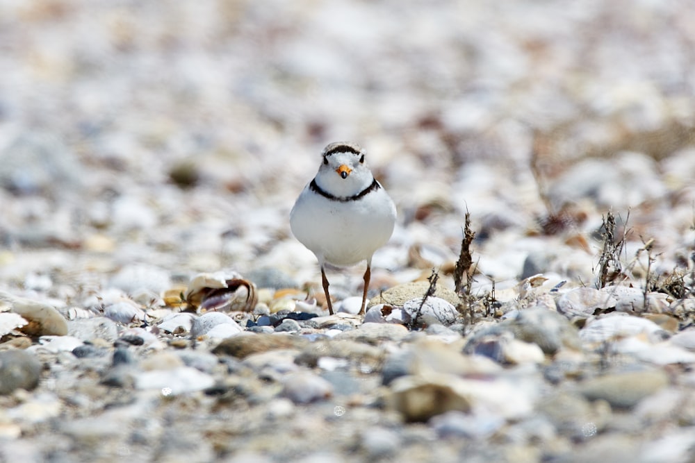 white gull on white and gray pebbles at daytime