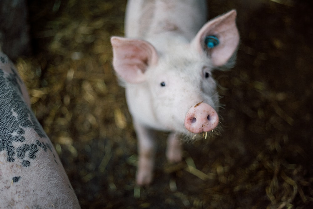 selective focus photography of white pig