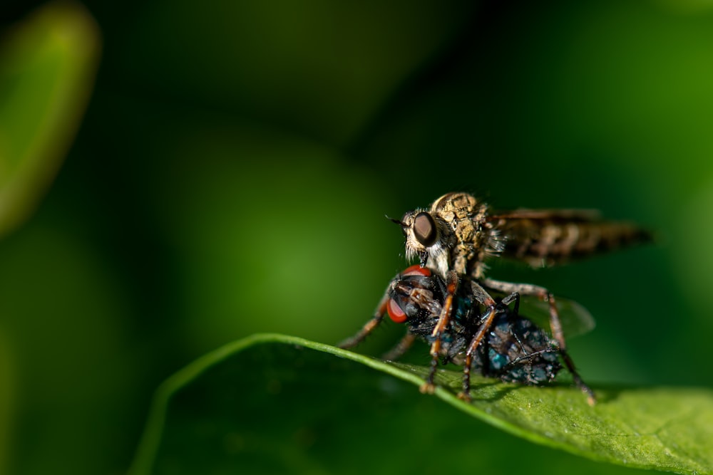 close-up photo of robberfly