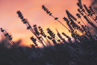 Sunset over the lavender fields of Provence, with soft purple hues blending into the golden sky.