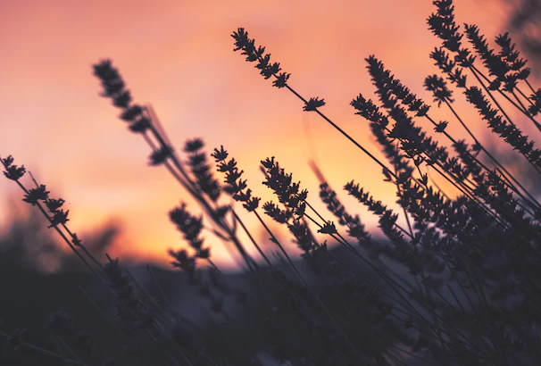 Sunset over the lavender fields of Provence, with soft purple hues blending into the golden sky.
