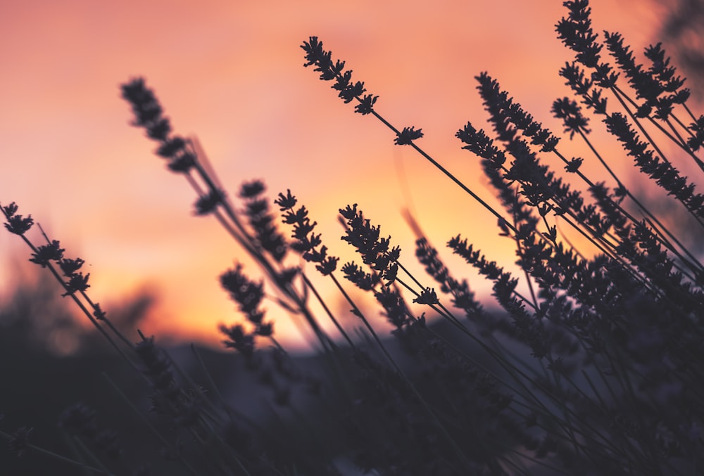 lavender flowers selective-focus photography at sunset