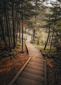 brown wooden pathway towards green tall trees