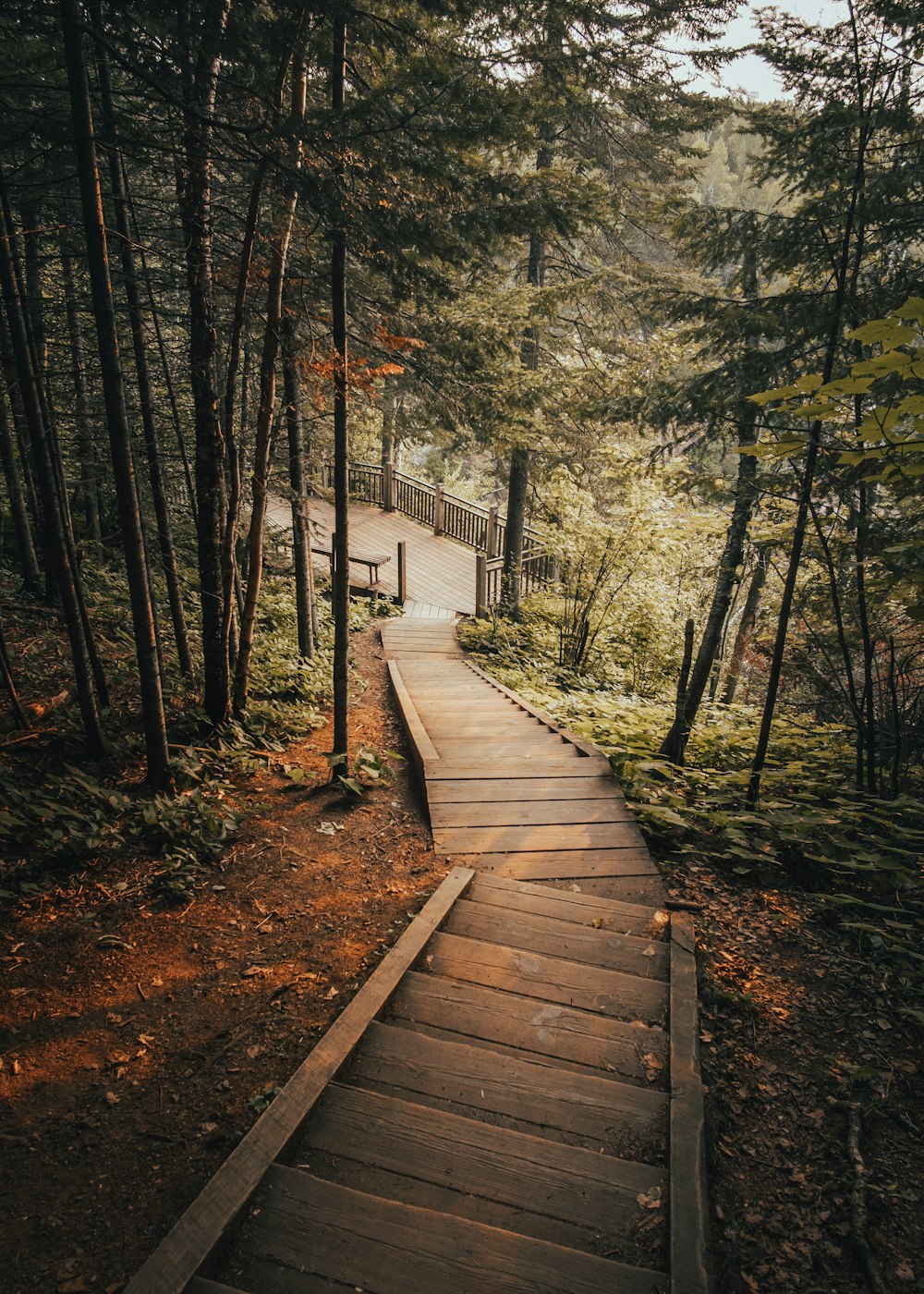 brown wooden pathway towards green tall trees