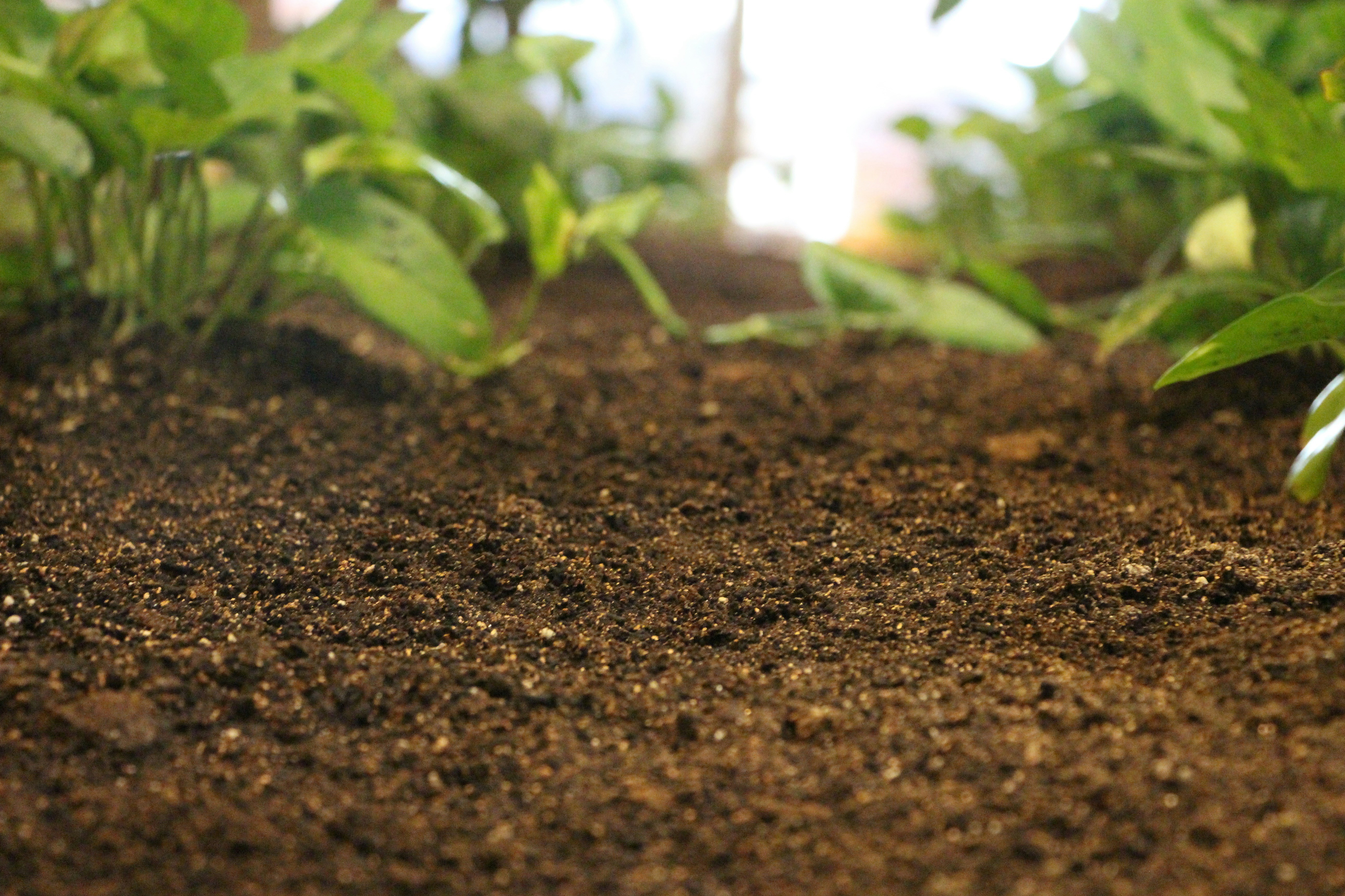 Dense green cover crop plants growing in rich dark farm soil, close-up view showing healthy soil biology