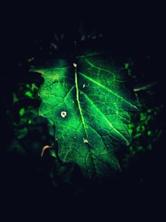 Close-up of a pristine kratom leaf with dewdrops glistening in soft morning light, highlighting its vibrant green veins.