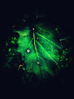 Close-up of a vibrant green leaf with intricate vein patterns glistening with morning dew.