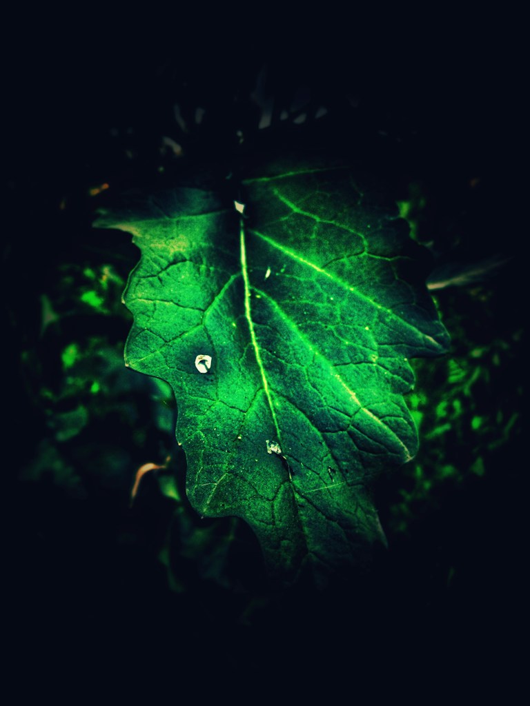 Morning Dew Leaves