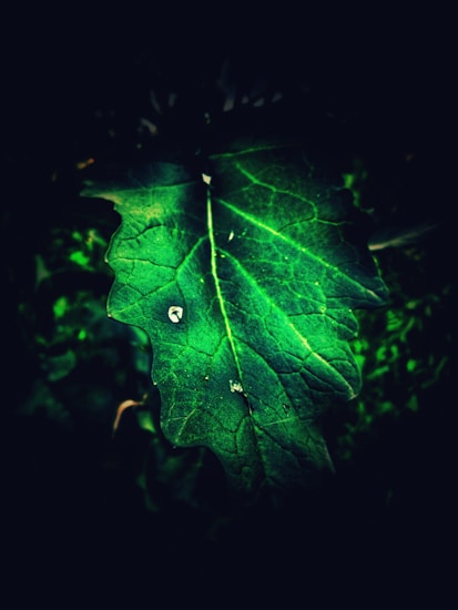 A close-up of a vibrant green leaf with intricate vein patterns highlighted against a dark background. Dewdrops are visible on the leaf surface, accentuating its freshness and detail.