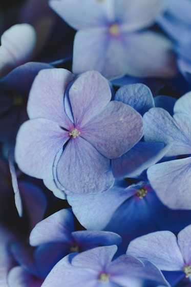 close-up photo of white and purple petaled flowers