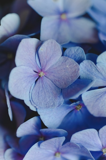 close-up photo of white and purple petaled flowers