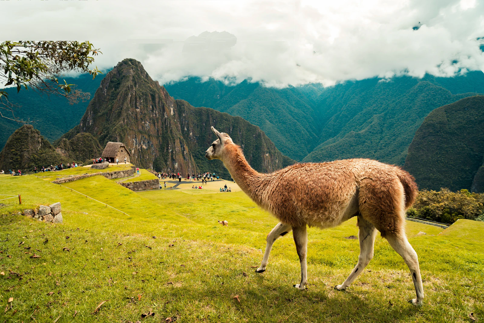 A llama grazing above Machu Picchu